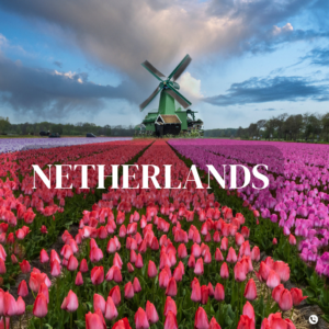 a field of tulips with a windmill in the background