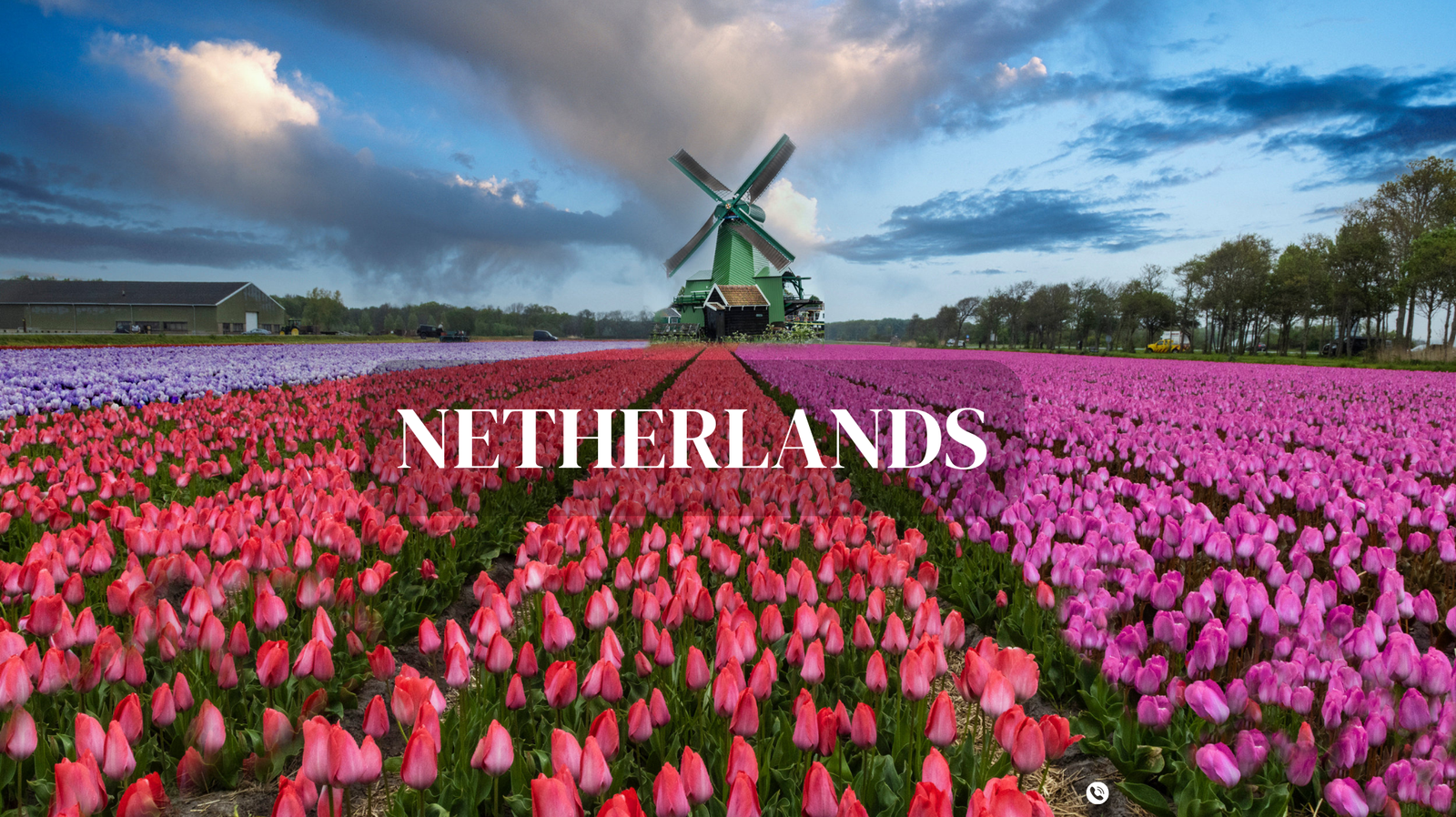 a field of tulips with a windmill in the background